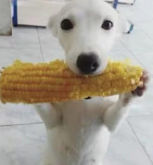 史颖蕊